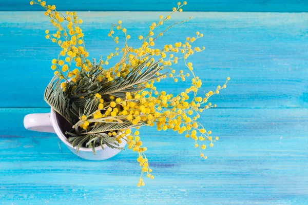 Flores amarelas da primavera de mimosa em uma caneca branca em um fundo de madeira azul . — Fotografia de Stock