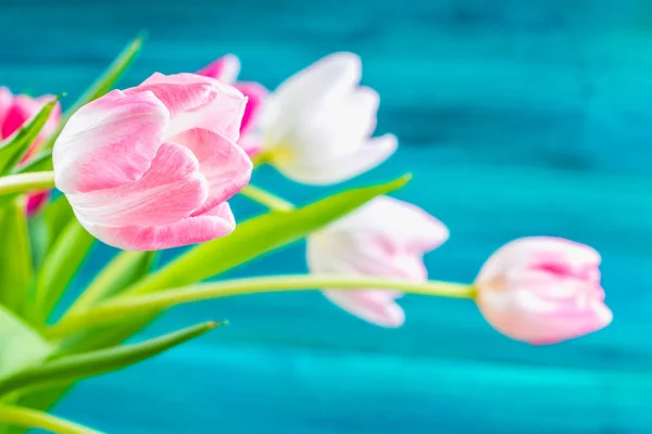 푸른 나무 바탕에 핑크 튤립 꽃다발... 해피 어머니의 날. — 스톡 사진