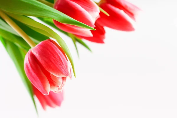 Buquê de tulipas rosa sobre fundo de madeira branca. Vista superior, espaço de cópia. Feliz dia da mãe . — Fotografia de Stock