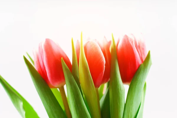 Bouquet de tulipes roses sur fond de bois blanc. Vue du dessus, espace de copie. Bonne fête des mères . — Photo