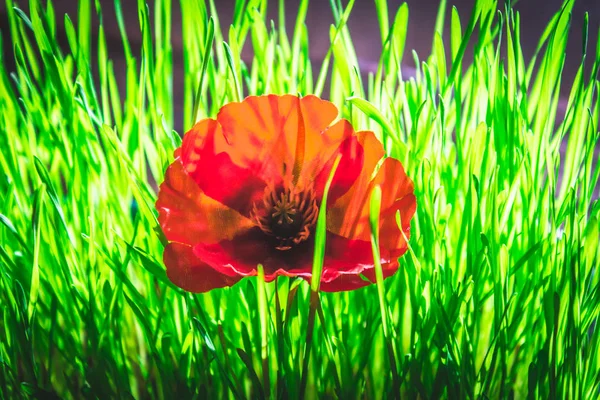 Red poppy in green grass. Symbol of the Day of Memory. — Stock Photo, Image