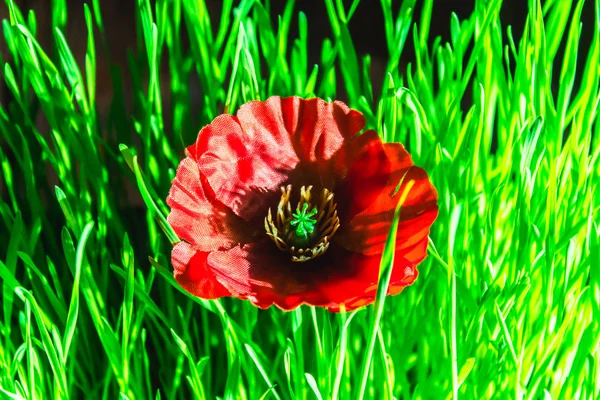 Papoula vermelha na grama verde. Símbolo do Dia da Memória . — Fotografia de Stock