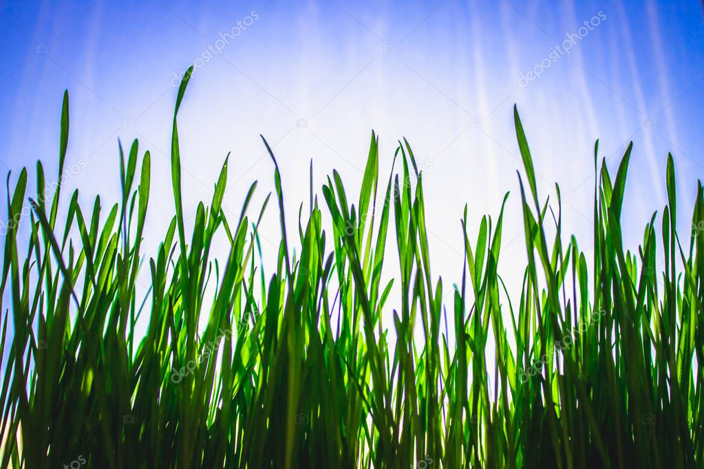 Green floral background with bunch of grass and shimmering spot lights