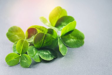 Yonca Su damlacıkları ile gri bir arka plan üzerinde bırakır. St.Patrick'ın gün.