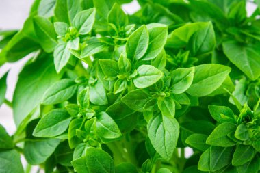 Bir tuğla duvar arka plan beyaz bir beton masada yeşil limon fesleğen demet