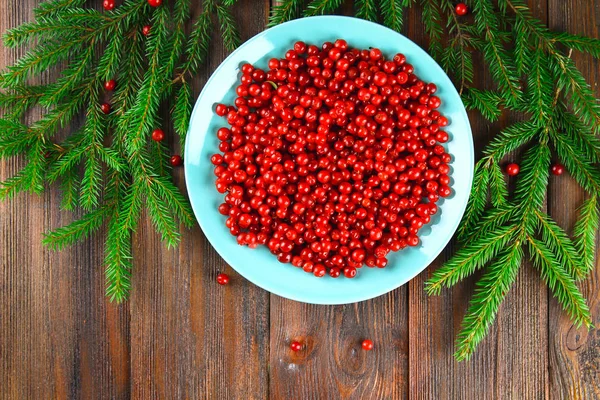 Cowberry, foxberry, cranberry, lingonberry em um prato de cerâmica azul em uma mesa de madeira marrom. Rodeado por ramos de abeto. vista superior . — Fotografia de Stock