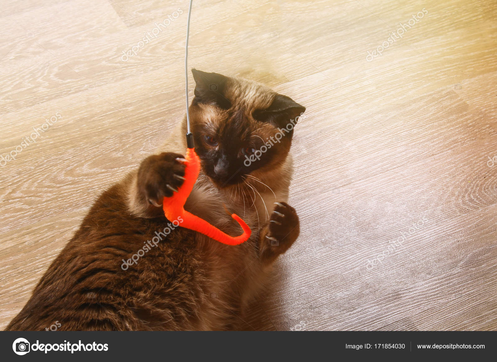 Siam Oder Thai Katze Spielt Mit Einem Spielzeug Eine