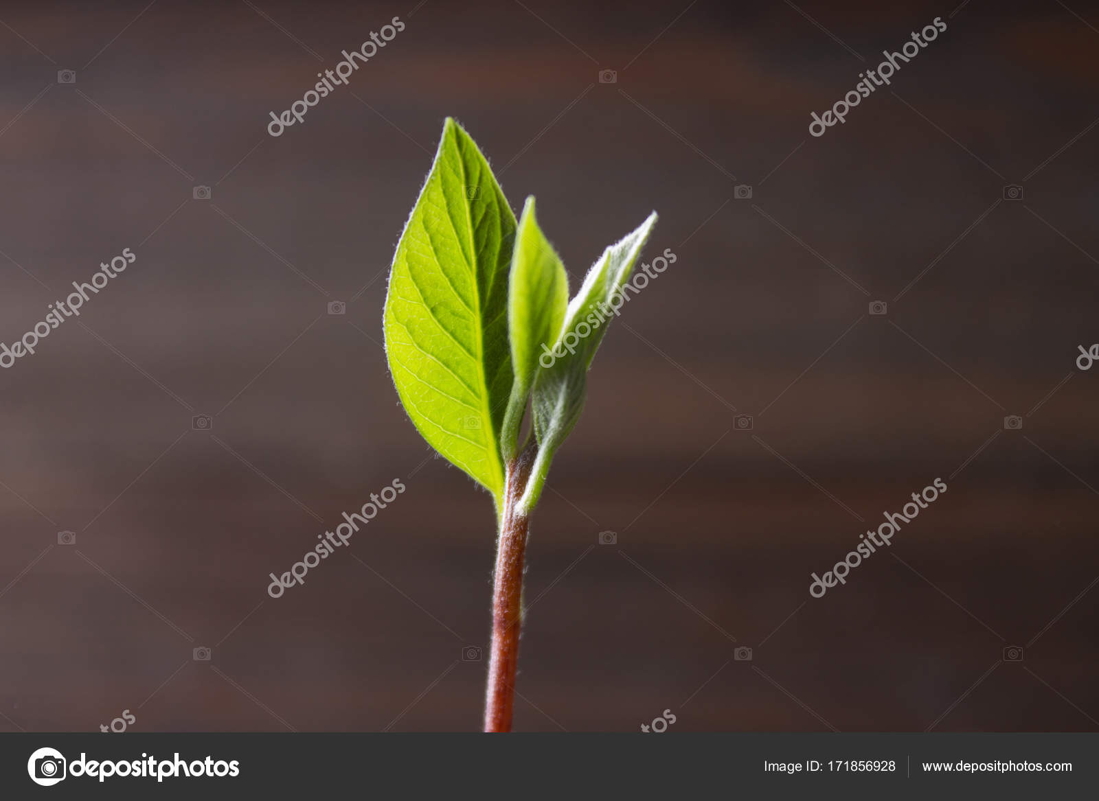 Filiz nedir Bu yeni bir hayatın başlangıcı Filiz nedir Bu yeni bir hayatın başlangıcı