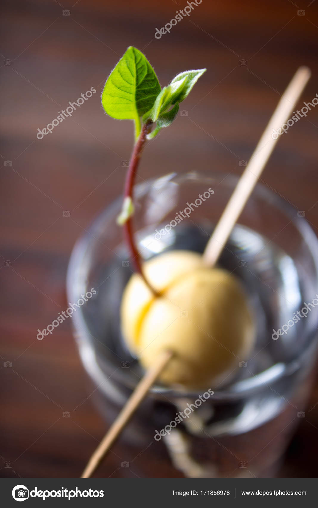 Filiz nedir Bu yeni bir hayatın başlangıcı Filiz nedir Bu yeni bir hayatın başlangıcı
