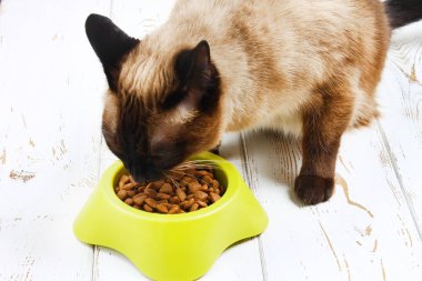 Bir Siyam Tay kedi gelen beyaz bir ahşap zemin üzerinde sarı-yeşil plastik kase kuru gıda yiyor.