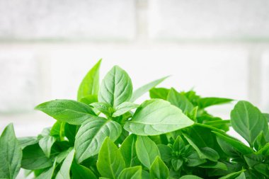 Bir tuğla duvar arka plan beyaz bir beton masada yeşil limon fesleğen demet