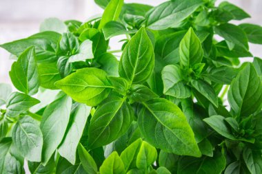 Bir tuğla duvar arka plan beyaz bir beton masada yeşil limon fesleğen demet