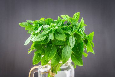 Bir koyu gri beton zemin üzerine yeşil limon fesleğen demet.