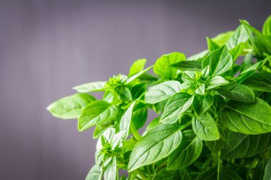 Bir koyu gri beton zemin üzerine yeşil limon fesleğen demet.