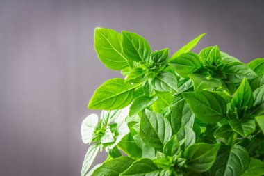 Bir koyu gri beton zemin üzerine yeşil limon fesleğen demet.