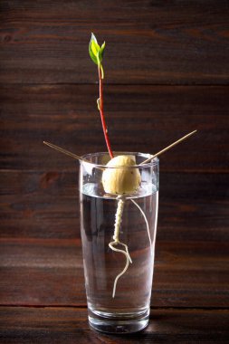 Bir bardak su içinde tohumdan avokado Filiz yetişir. Yaşayan bitki yaprakları, ahşap bir masa üzerinde hayatın başlangıcı ile.