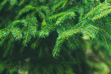 Çam dalları. Ormanda güneşli bir günde çeki düzen vermek. Noel ağacı. Köknar.