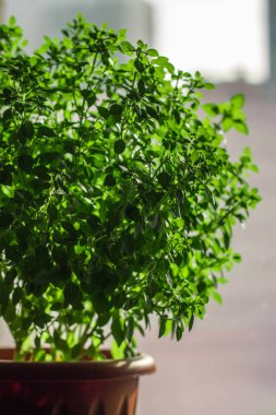 Bir tuğla duvar arka plan beyaz bir beton masada yeşil limon fesleğen demet.