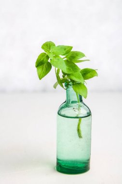 Hafif bir arka plan üzerinde eski bir şişe limon fesleğen fışkın.