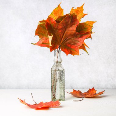 Yellow autumn maple leaf in an old glass bottle on a light background. clipart