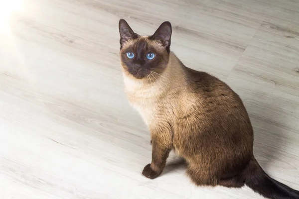 Siamese cat in the house — Stock Photo, Image