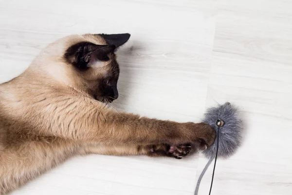 Chat siamois jouant avec une souris — Photo