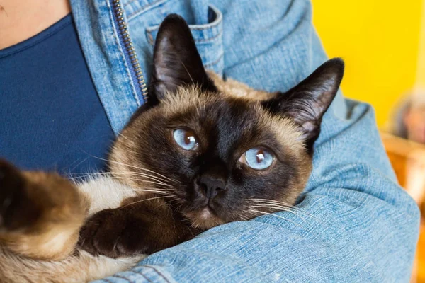 Menina segura em suas mãos um belo gato siamês — Fotografia de Stock