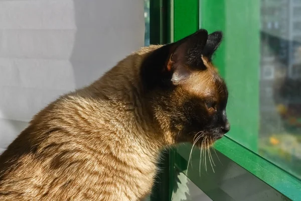 Um gato siamês ou tailandês olha pela janela para fora da casa . — Fotografia de Stock