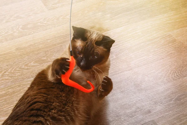 Siamés o gato tailandés juega con un juguete. Un gato discapacitado muerde y rasca un juguete. Tres patas, sin extremidad . —  Fotos de Stock