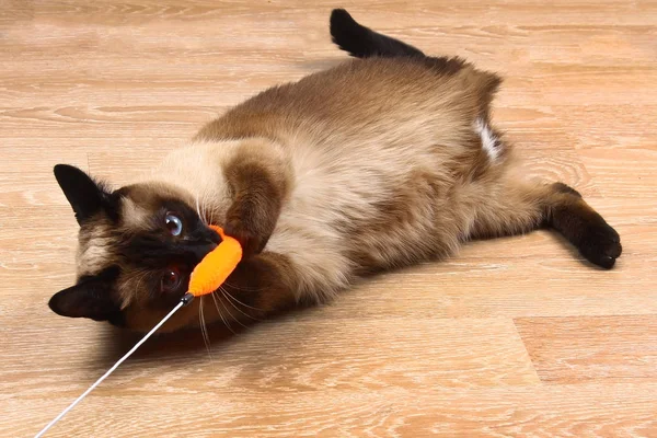 Siamese or Thai cat plays with a toy. A disabled cat bites and scratches a toy. Three paws, no limb.