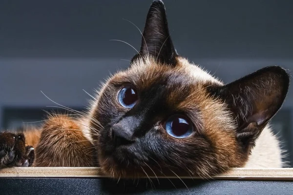 O gato tailandês siamês olha cuidadosamente longe. Retrato de um gato com olhos azuis . — Fotografia de Stock