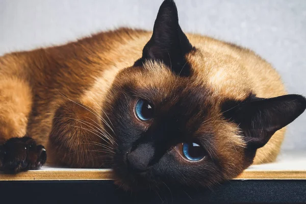 Siamese Thai cat lies and looks into the camera, in the frame, in the soul. Sadness, melancholy, loneliness. — Stock Photo, Image