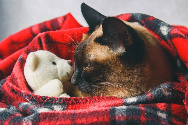 The Siamese Thai cat is wrapped in a plaid with a soft toy. The concept of autumn, winter, cold. Waiting for heating, heat. — Stock Photo, Image