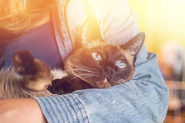 Menina segura em suas mãos um belo gato siamês — Fotografia de Stock