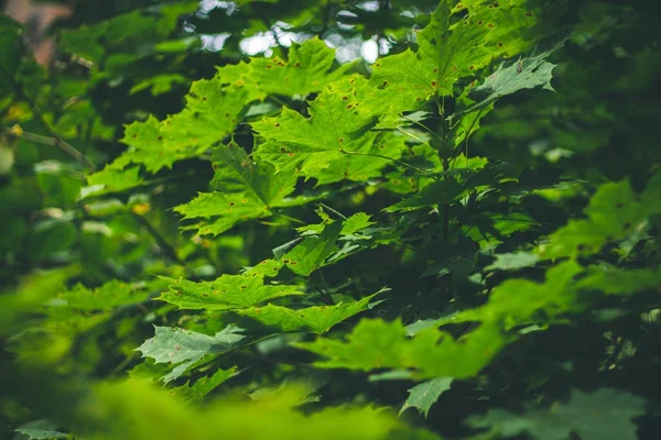 O bordo verde deixa o fundo da luz solar. Verão, Outono . — Fotografia de Stock