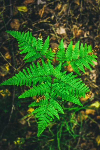 Lindas samambaias folhas verdes natural floral samambaia fundo na luz solar . — Fotografia de Stock