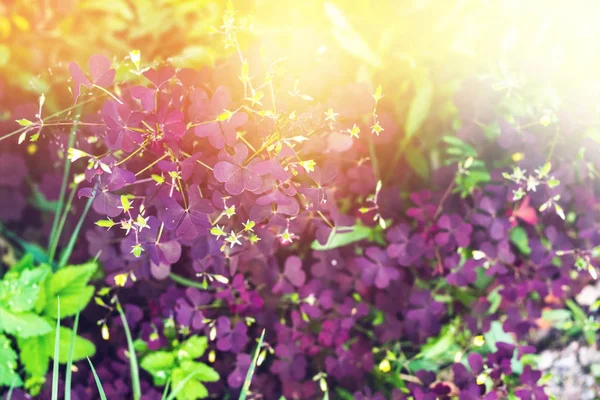 酢酢紫色三叶草, 爱植物。显示了三角形的叶子的深紫色, 并在三圈排列。关闭, 自然的阳光. — 图库照片
