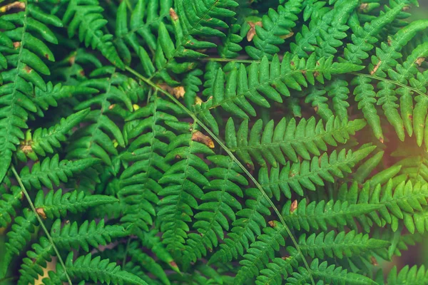 Folhas de samambaia verde fresco no fundo borrão no jardim. Textura das folhas de samambaia . — Fotografia de Stock