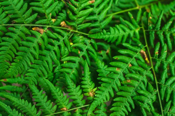 Folhas de samambaia verde fresco no fundo borrão no jardim. Textura das folhas de samambaia . — Fotografia de Stock