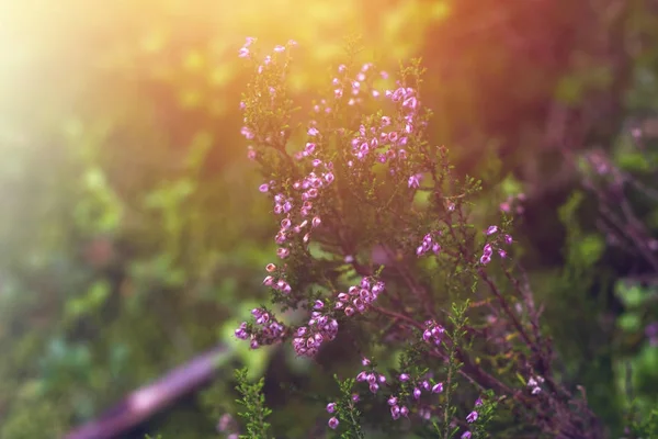 Фиолетовые цветы вереска в лесу . — стоковое фото
