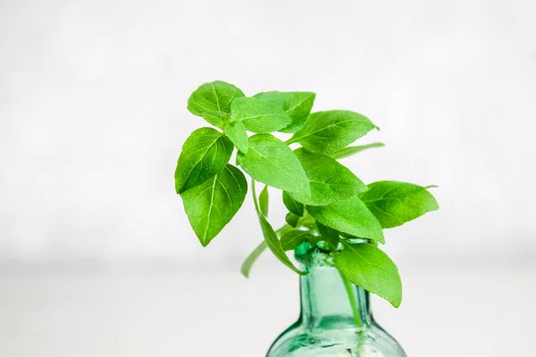 A sprig of lemon basil in an old bottle on a light background. — Stock Photo, Image