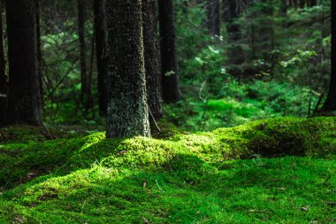 sanset yapraklara sıra ile yeşil orman