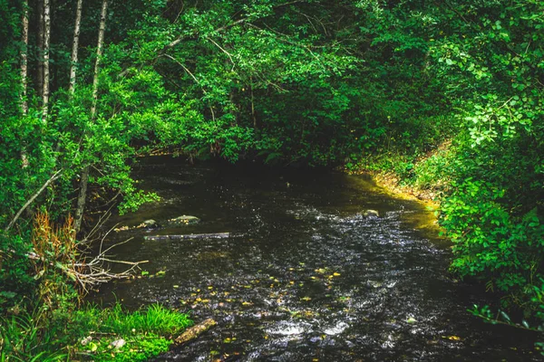 Un torrente di montagna con una corrente rapida in una foresta verde estiva — Foto Stock