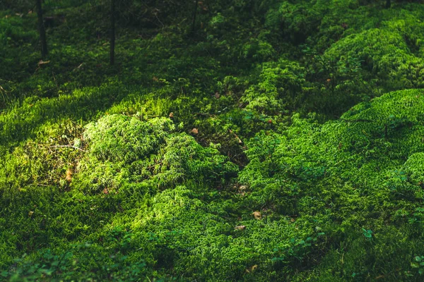 Sanset na floresta verde com fileira de raios solares — Fotografia de Stock