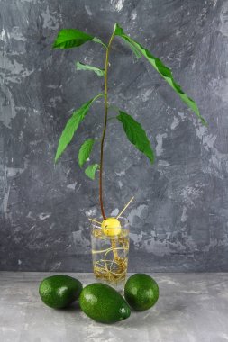 Avokado meyve tarafından çevrili bir bardak suya bir genç Fideler avokado ile bırakır. Gri koyu beton arka plan. Avokado ağacı.