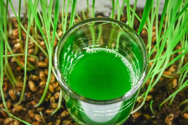 Buğday çimi vurdu. Buğday çimen suyu. Sağlık eğilimini.