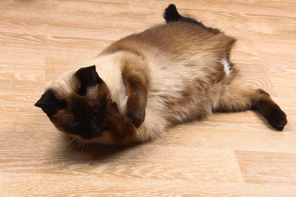 Siamesische oder thailändische Katze leckt Pfote. die Katze ist behindert. drei Pfoten, kein Glied. — Stockfoto