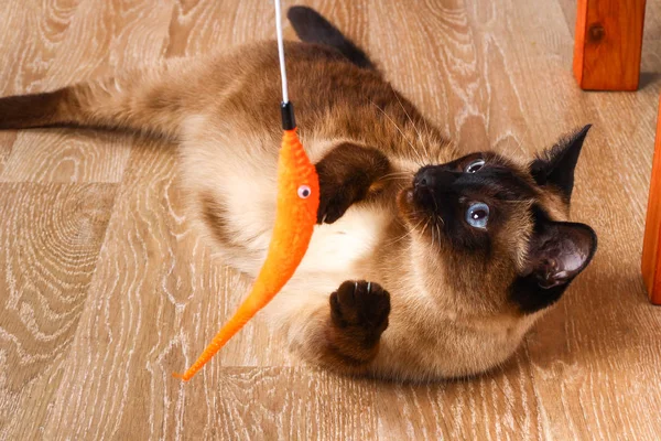 Сиамская или тайская кошка играет с игрушкой. Кошка-инвалид кусает и царапает игрушку. Три лапы, без конечностей . — стоковое фото