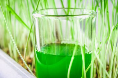 Buğday çimi vurdu. Buğday çimen suyu. Sağlık eğilimini.