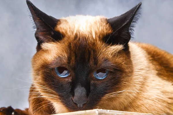 Gato tailandês siamês mente e olha com tristeza, angústia, raiva . — Fotografia de Stock